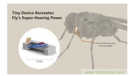 顯示研究人員們經(jīng)由這種寄生蠅的聲音處理機制啟發(fā),開發(fā)出一款低功耗的麥克風(fēng)組件。