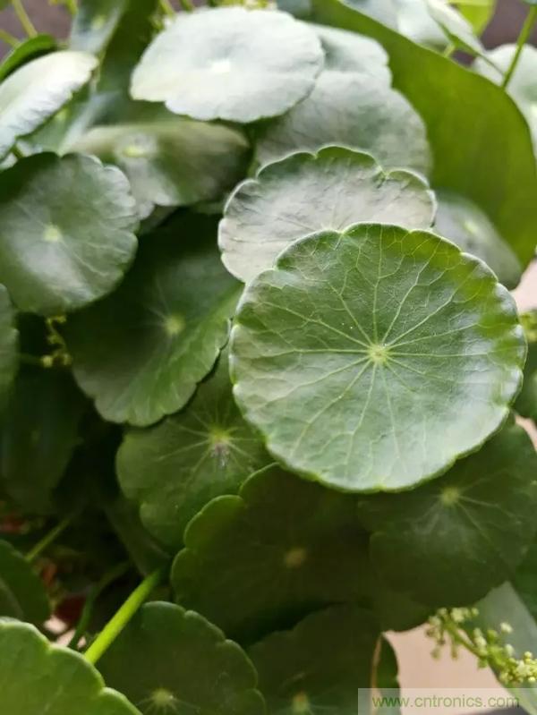 手機單鏡頭和雙鏡頭設(shè)計有什么區(qū)別?