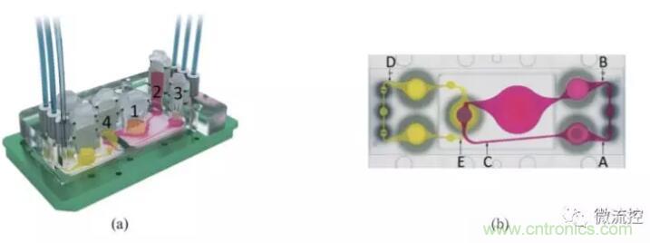 多器官微流控芯片技術及其應用 多器官微流控芯片技術及其應用