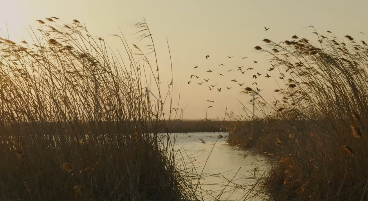 世界濕地日:海康威視攜手一個地球自然基金會,在上海守護這個重要“驛站” 世界濕地日:海康威視攜手一個地球自然基金會,在上海守護這個重要“驛站”