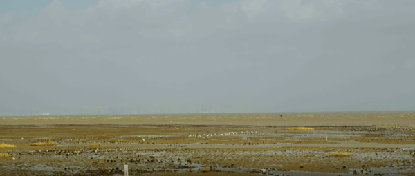 世界濕地日:海康威視攜手一個地球自然基金會,在上海守護這個重要“驛站” 世界濕地日:海康威視攜手一個地球自然基金會,在上海守護這個重要“驛站”