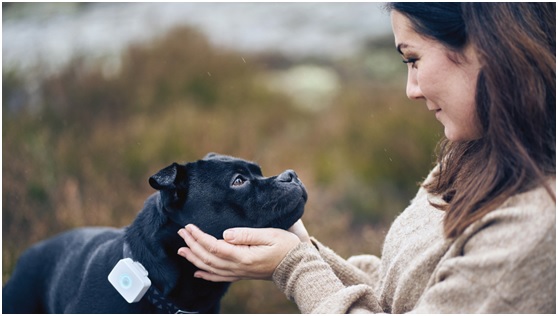 低功耗藍牙和蜂窩物聯網可穿戴設備幫助照看寵物 低功耗藍牙和蜂窩物聯網可穿戴設備幫助照看寵物